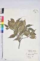 捲斗櫟藏品圖，第1張