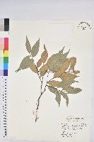 長尾尖葉櫧藏品圖，第1張