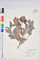 登錄號:S171086藏品圖，第1張