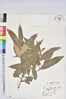 杏葉石櫟、校栗、校櫟藏品圖，第1張