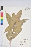 大葉石櫟、大葉校栗藏品圖，第1張