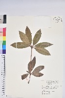 西施花、青紫木藏品圖，第1張