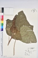 野桐藏品圖，第1張