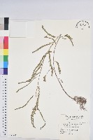 小返魂藏品圖，第1張