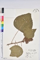 野桐藏品圖，第1張