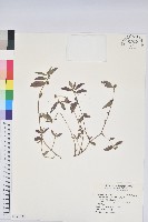 飛揚草藏品圖，第1張