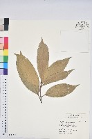 短尾葉石櫟、嶺南柯`東南石櫟藏品圖，第1張