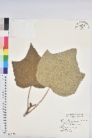 野桐藏品圖，第1張