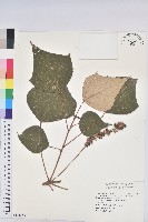 白匏子藏品圖，第1張