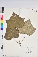 野桐藏品圖，第1張