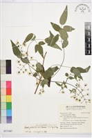 梨山小蓑衣藤藏品圖，第1張