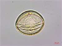 長果月橘藏品圖，第2張