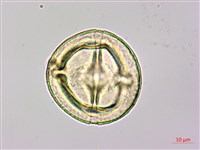 長果月橘藏品圖，第3張