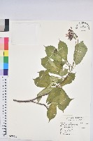 琴葉櫻藏品圖，第1張