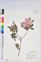 豔紫杜鵑藏品圖，第1張