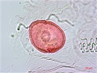 圓滑果藏品圖，第1張