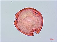 圓滑果藏品圖，第2張