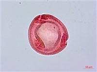 圓滑果藏品圖，第3張