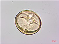 月橘藏品圖，第2張