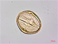 月橘藏品圖，第3張