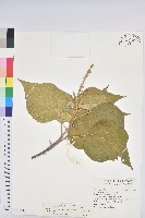 野桐藏品圖，第1張