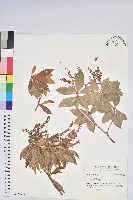 登錄號:S171606藏品圖，第1張