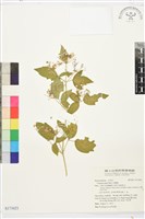 串鼻龍藏品圖，第1張