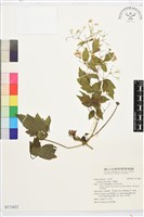 串鼻龍藏品圖，第1張