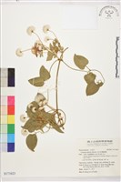 田代氏鐵線蓮藏品圖，第1張