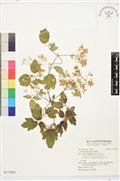 串鼻龍藏品圖，第1張