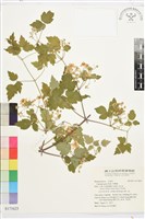 串鼻龍藏品圖，第1張