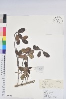 山育杜鵑藏品圖，第1張