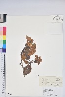 黃杯杜鵑藏品圖，第1張