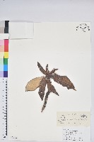 白雪杜鵑藏品圖，第1張