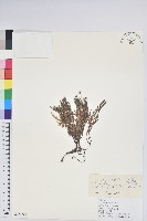 岩須藏品圖，第1張