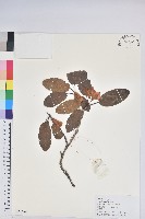 亮葉杜鵑藏品圖，第1張