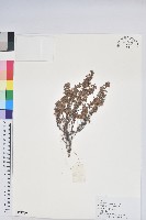 永寧杜鵑花藏品圖，第1張