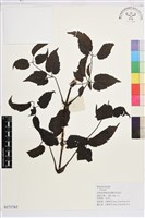 登錄號:S171765藏品圖，第1張