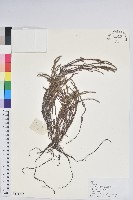 岩須藏品圖，第1張