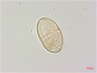 密花柴胡藏品圖，第3張