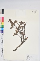 怒江杜鵑藏品圖，第1張