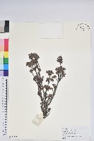 草原杜鵑藏品圖，第1張