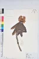 紅棕杜鵑藏品圖，第1張