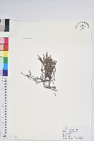 岩須藏品圖，第1張