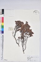 草原杜鵑藏品圖，第1張