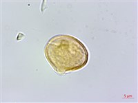 異葉囊瓣芹藏品圖，第2張