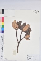 櫟葉杜鵑藏品圖，第1張