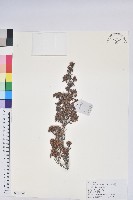 草原杜鵑藏品圖，第1張