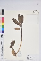 登錄號:S171864藏品圖，第1張