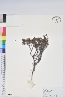 地毯杰鵑花藏品圖，第1張